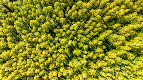 Вид с воздуха на яркий зеленый лес с плотным навесом деревьев в весенний сезон. Солнечный свет фильтруется через создание картины света и тени.