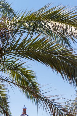 Palmiye yaprakları berrak mavi gökyüzünü çerçeveliyor ve arka planda bir kilise kubbesi güneşli bir yerde huzur ve sıcaklık hissi uyandırıyor..