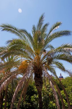 Parlak mavi gökyüzüne karşı yükselen palmiye ağaçları canlı yeşil yapraklar ve yaz güneşi dokunuşları sergiliyor. Tropikal yaşam tarzı ve tatil temaları için mükemmel.