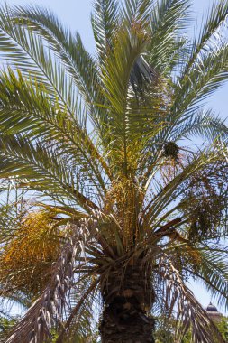 Titreyen yeşil yaprakları ve tropikal bir titreşim sergileyen hurma kümeleri olan uzun palmiye ağaçları. Bu görüntü açık havada güneşli bir ortamda yaz ve rahatlama hissi uyandırıyor..