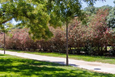 Huzurlu bir parkta güneşli bir gün. Çok bakımlı bir yürüyüş yolu var. Canlı, çiçek açan çalılar ve yemyeşil çimenler dinlenmeye ve gezintilere davetiye çıkarıyor..