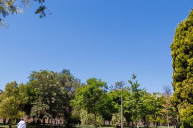 Açık mavi gökyüzünün altında açık hava aktiviteleri ve rahatlama için mükemmel yemyeşil ağaçların olduğu sakin bir park sahnesi. Doğa ve eğlence için ideal..