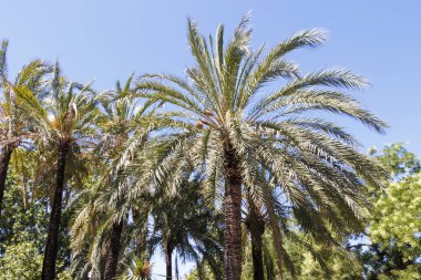 Açık mavi gökyüzüne uzanan palmiye ağaçları tropikal bir atmosfer yaratıyor. Yeşillik, sahnenin doğal güzelliğini artıran gövdeleri sarar..