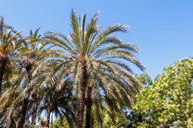 Berrak mavi gökyüzüne uzanan gür palmiye ağaçları canlı yeşilliklerle çevrili. Yaz tatili ve tatil yerleri için mükemmel bir tropikal ortam yaratıyor..