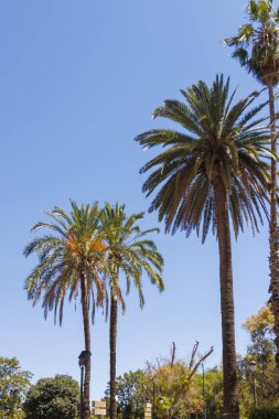 Açık mavi gökyüzünün altındaki uzun palmiye ağaçları güneşli bir parkta canlı bir atmosfer yaratır. Tropikal manzaraları ya da yaz atmosferlerini resmetmek için ideal..
