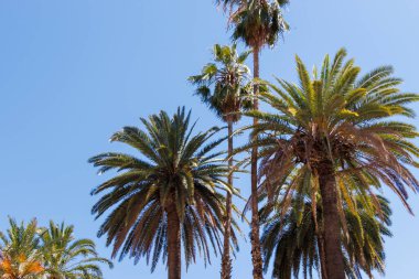 Açık mavi gökyüzüne uzanan uzun palmiye ağaçları canlı bir tropikal atmosfer yaratıyor. Tatil ve doğa kavramları için idealdir..