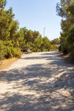 Alicante 'nin manzaralı yolu yemyeşil ve ağaçlarla çevrili. Güneş, güneşli bir günde yürüyüş ya da gezinti için mükemmel huzurlu bir atmosfer yaratır..