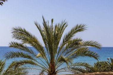 Alicante 'deki güzel gök mavisi denize karşı güpegündüz tropikal bir atmosferi somutlaştıran palmiye ağacı. Plaj gezisi ve rahatlama temalı projeler için mükemmel..