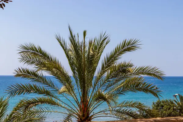 Alicante 'deki güzel gök mavisi denize karşı güpegündüz tropikal bir atmosferi somutlaştıran palmiye ağacı. Plaj gezisi ve rahatlama temalı projeler için mükemmel..