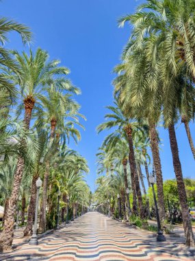 Palmiye ağaçları Alicante, Espana 'daki pitoresk bir gezinti alanı olan Alicante' de parlak mavi bir gökyüzü altında sakin bir gezinti için mükemmel bir tropikal atmosfer yaratıyor..