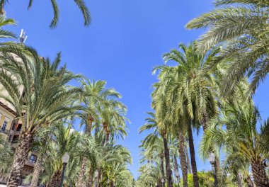 Alicante 'de güneşli bir gezinti alanı oluşturan palmiye ağaçları canlı mavi bir gökyüzü ve boş zaman ve seyahat kavramları için ideal tropikal bir manzara sergiliyor..