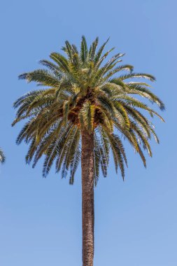 Berrak mavi gökyüzüne karşı yemyeşil yaprakları olan uzun palmiye ağaçları tropikal manzaraların özünü yakalıyor. Seyahat ve doğa temaları için ideal.