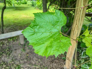 Huzurlu bir bahçede büyüyen canlı yeşil üzüm yaprağının yakın çekimi. Görüntü, doğayla çevrili yaprağın karmaşık dokusunu ve şeklini yakalar..