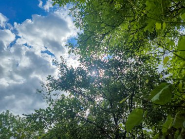 Güneşli bir günde yemyeşil yaprakların arasından süzülen güneş ışığı doğal ortamda sakin bir atmosfer yaratır. Gökyüzü ve yaprakların parlak zıt renkleri sahneyi güçlendirir.