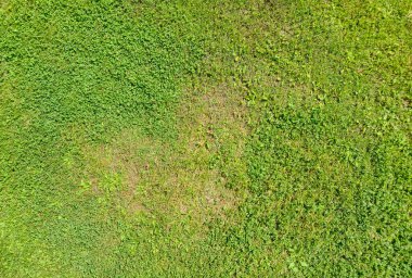 Canlı yeşil çimen dokusunun yakın görüntüsü, farklı tonlarda gölgeler, doğa arkaplanı ve peyzaj resimleri için ideal..