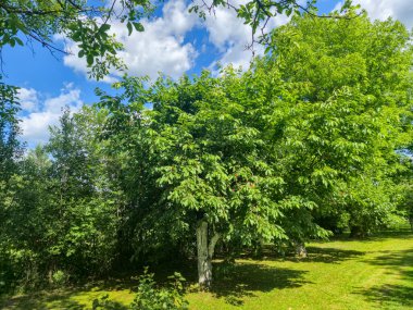 Parlak mavi gökyüzünün altında yükselen yemyeşil ağaçlar tüylü bulutlar doğa aşıkları ve doğa meraklıları için ideal sakin bir açık hava manzarası yaratıyor..