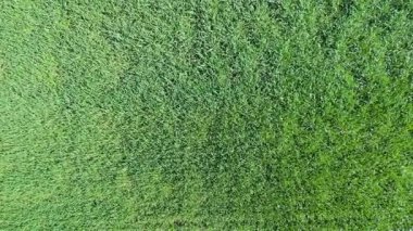 Yoğun bitki örtüsü, kırsal tarım arazisi desenli yemyeşil yay tarlasının tepeden aşağı drone görüntüsü..