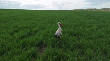 Yeşil yay tarlasında avlanan leyleğin yakın plan drone görüntüsü, bitki ve vahşi yaşam ile kırsal alan.