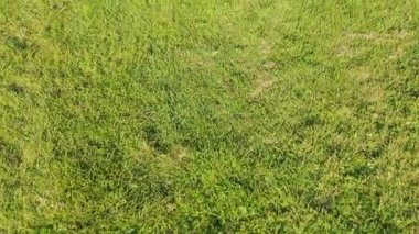 Yakından bakınca yemyeşil çimenlerin havadan görünüşü, canlı renkler ve doğal dokular gösteriyor..