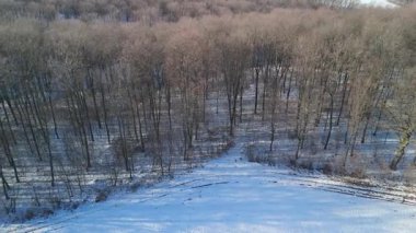Güneşli bir kış ormanının karla kaplı ve çıplak ağaçlarla dolu insansız hava aracı görüntüleri..