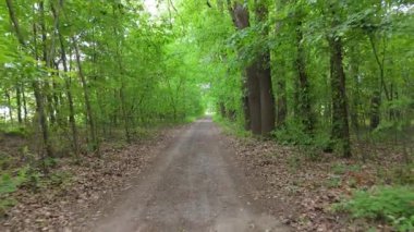 Her iki tarafında yüksek ağaçlar olan, yeşilliklerle kaplı uzak bir orman yolundan git..