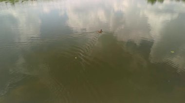 Yüzen bir kuş tarafından oluşturulan dalgalanmalarla dolu bir nehrin hava görüntüsü, bulutları ve ağaçları yansıtıyor..
