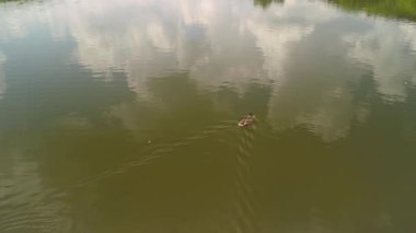 Sakin bir gölün havadan görünüşü, tek bir kuş yüzüyor, hafif dalgalar yaratıyor..