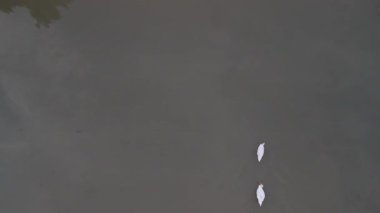 Durgun bir nehirde süzülen beyaz kuğuların yukarıdan aşağıya havadan görünüşü suda dalgalanmalar yaratıyor..