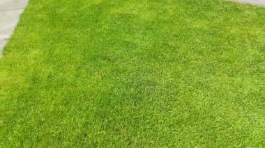 Beton yolun yanında canlı yeşil bir çimenliğin yakın plan çekimi, çimen detaylarını yakalıyor..