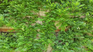 Yoğun yeşil sarmaşıkların dokulu bir duvara tırmandığı, yaprak damarlarını renklendirdiği ve ince hareket ettiği yakın plan bir video..
