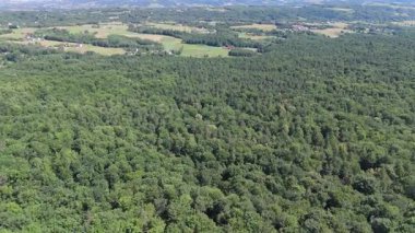 Yoğun yeşil orman tepe örtüsünün insansız hava aracı görüntüsü, açık mavi yaz gökyüzü altında kırsal orman manzarası..