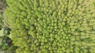 Yoğun yeşil orman tepe örtüsünün yukarıdan aşağı görüntüsü, kırsal alandaki canlı bahar ormanları..