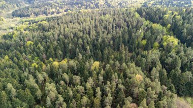 Yoğun bir ormanın havadan görünüşü. Bitmeyen yeşil ve yaprak döken ağaçların zengin bir karışımı. Bu sakin manzara doğanın güzelliğini yakalar ve huzurlu bir atmosfer sunar..
