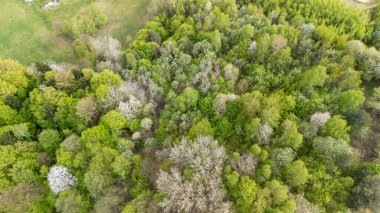 Canlı bir ormanın havadan görünüşü yeşil ve açan beyaz çiçeklerin çeşitli tonlarını gösteriyor doğa temalı projeler ve çevre bilinci için mükemmel..