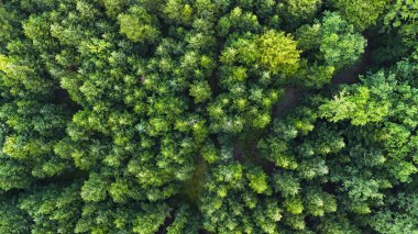 Yoğun yeşil bir ormanın havadan görünüşü çeşitli ağaç türlerini ve zengin yaprakları sergiliyor güzelliği ve ekolojik çeşitliliği temsil ediyor. Bu sahne vahşi doğanın özünü yakalar..