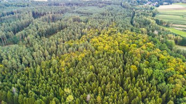 Yemyeşil bir ormanın havadan görünüşü çeşitli ağaçlar sergiliyor kırsal kesimdeki yeşil ve sarı yapraklar ahenk ve güzelliği sembolize ediyor..