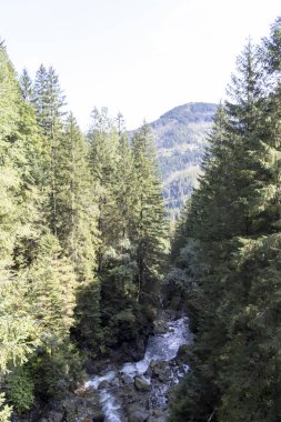 Zakopane 'de sık ve yeşil bir ormandan akan bir dağ deresinin manzarası gün ışığında manzaranın doğal güzelliğini ve dinginliğini gözler önüne seriyor..
