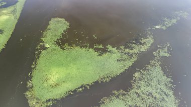 Yüzeyde yeşil bitki örtüsü ve yosunların yer aldığı doğal bir su kütlesinin havadan görünüşü, ekosistemi gözler önüne seren karanlık suyla bir tezat oluşturuyor..
