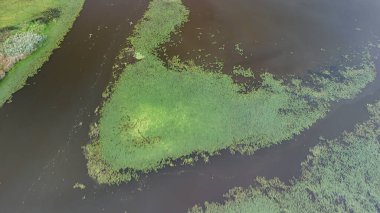 Karanlık sularda gelişen canlı yeşil su bitkilerinin havadan görünüşü doğal ortamdaki eşsiz bir ekosistemi gösteriyor. Çevresel temalar için ideal.