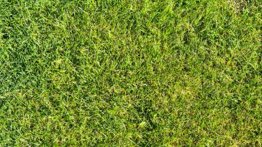 A close-up view of lush green grass covering the ground showcasing vibrant shades of green. Ideal for nature-related projects landscaping or environmental themes.