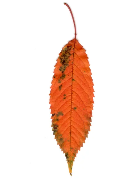 Красный Осенний Лист Белом Фоне — стоковое фото