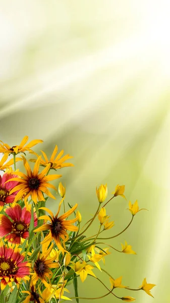 Bild Von Schönen Blumen Garten Nahaufnahme — Stockfoto