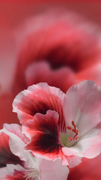 Obraz Piękne Kwiaty Ogrodzie Zbliżenie — Zdjęcie stockowe