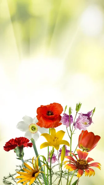 Зображення Красивих Квітів Саду Крупним Планом — стокове фото