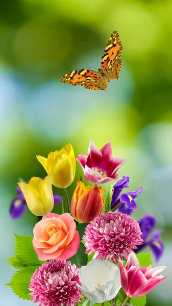 Imagen Hermosas Flores Primer Plano Del Jardín Hermosa Mariposa Vuela — Foto de Stock