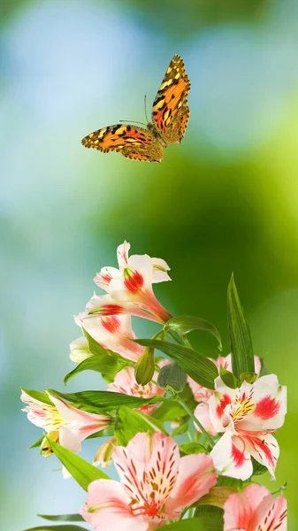 Afbeelding Van Mooie Bloemen Tuin Closeup Mooie Vlinder Vliegt Bloemen — Stockfoto