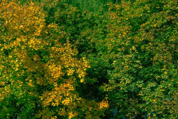 Εικόνα Των Κίτρινων Και Ακόμα Πράσινων Φύλλων Στα Δέντρα Φθινόπωρο — Φωτογραφία Αρχείου