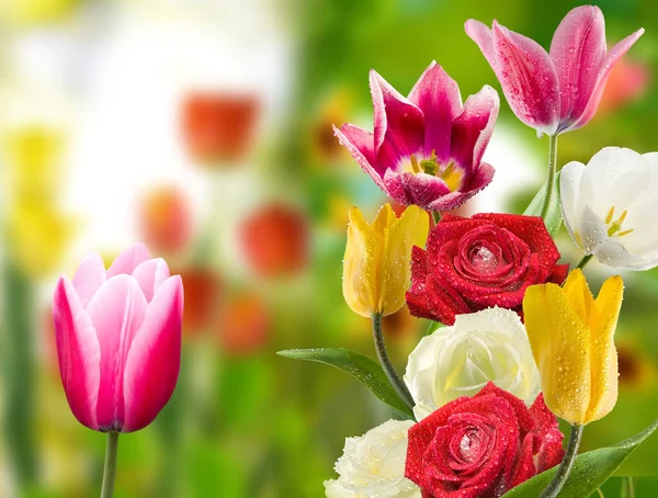 Krásné Květinové Tulipány Rostoucí Zahradě Jsou Zobrazeny Zblízka Zeleném Rozmazaném — Stock fotografie