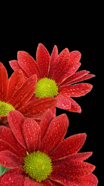 花园里长着美丽的红色花朵 还有水滴 背景是黑色的 — 图库照片