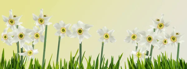 Vackra Blommor Påskliljor Som Växer Trädgården Visas Närbild Grön Suddig — Stockfoto